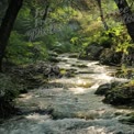 Tranquil Forest Stream with Sunlight Reflections in Lush Greenery