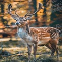 Veado Fallow Majestoso em Ambiente Florestal de Outono