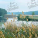 Tranquil Riverbank with Golden Reeds and Soft Morning Light