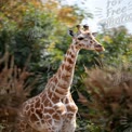 Majestic Giraffe in Natural Habitat: Wildlife Photography