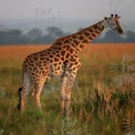 Majestic Giraffe in Golden Savanna Landscape at Sunset