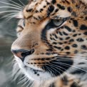 Close-Up of a Majestic Leopard: Wild Animal Portrait with Striking Features