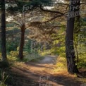 Serene Forest Pathway: Tranquil Nature Trail in Sunlit Pine Woods