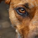 Close-Up of a Dog's Eye: Captivating Canine Expression and Detail