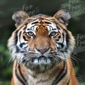 Majestic Tiger Portrait: Close-Up of a Powerful Wild Cat in Nature