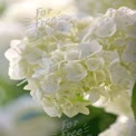 Delicate White Hydrangea Blooms: Elegant Floral Background for Weddings and Events