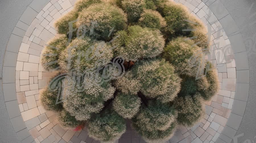 Top View of Lush Green Shrubbery in Circular Stone Pattern