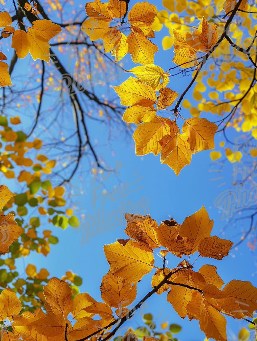 Vibrant Autumn Leaves Against a Clear Blue Sky